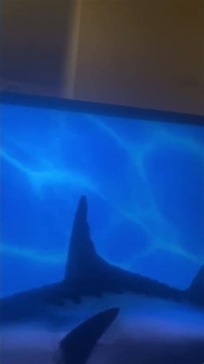 SpongeBob intro fandub aidendish kids cartoons for kids productions