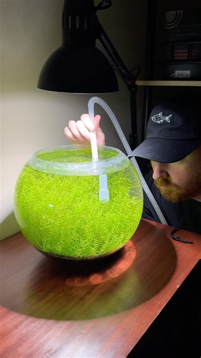 Routine maintenance in my nano planted aquarium