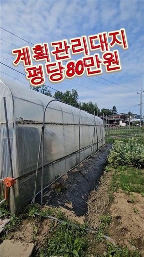 파주 계획관리대지 평당80만원|탄현면 오금리320평대지 급매 #토지매매 #파주급매
