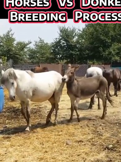 Understanding the Breeding Process of Horses and Donkeys