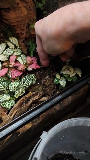 Why should you add charcoal to a bioactive terrarium substrate?