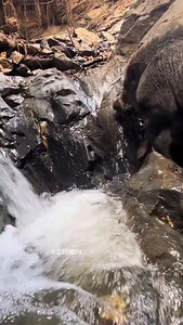 3 Ways to Raise Pigs for BIG Farmhouse Profits! 🐷💰 Want to turn pig farming into a highly profitable business? In this video, we’ll show you three powerful ways to raise pigs in a farmhouse setting and maximize your earnings. Whether you’re just starting out or already farming, these practical tips will help you boost your farm’s profitability while ensuring your pigs grow healthy and strong. We’ll cover: ✅ The best pig breeds for fast growth and high returns ✅ Feeding strategies to cut costs