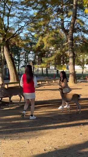 心温まる光景！観光客が奈良の鹿に愛情を注ぐ様子 🦌💖🇯🇵