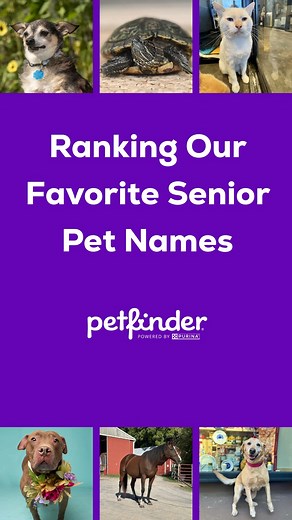 17K views · 56 reactions | Older doesn’t mean boring –– these senior pets are proof  Whether you’re looking to adopt or foster, Petfinder is full of older, wiser, and typically calmer cats, dogs, birds and beyond, all looking for a loving home to spend their golden years. | Petfinder.com | Facebook