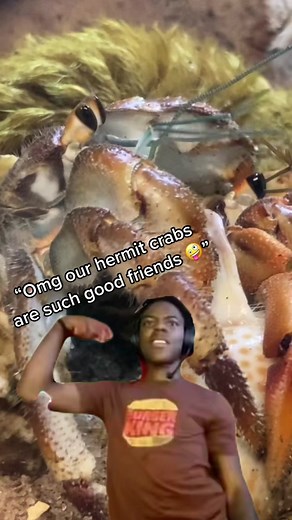 Efficient Baby Hermit Crabs at Crab Central Station