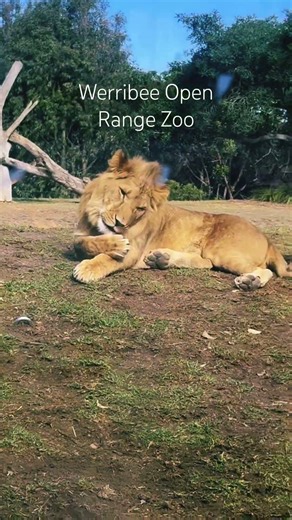 Lion 🦁 in Werribee Open Range Zoo