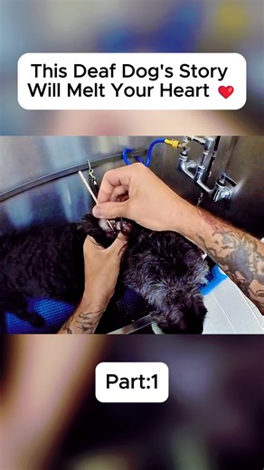 Dog Grooming Rescue Transformation: Before & After Pet Grooming