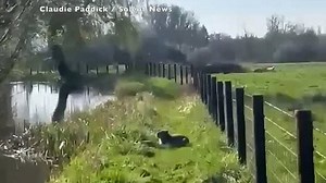 Cheeky capybara breaks out of enclosure day after arriving at Marwell Zoo