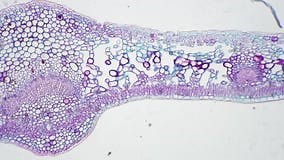 Leaf of Ligustrum Lucidum in Transversal Section Magnified Under Microscope in 100 Times Stock Video - Video of long, magnification: 255994297