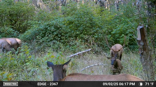 Little butt sniffer! | Elk Hunt Oregon