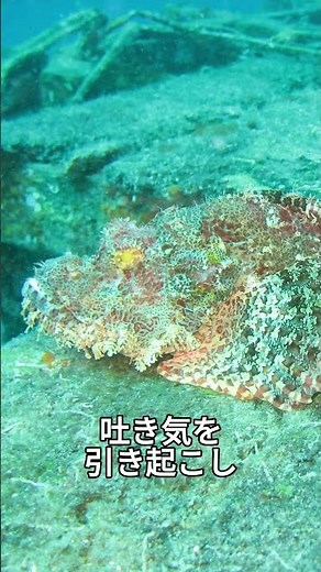 世界最強クラスの猛毒魚、オニダルマオコゼ