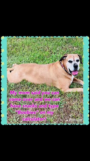 Places for Puppies on TikTok