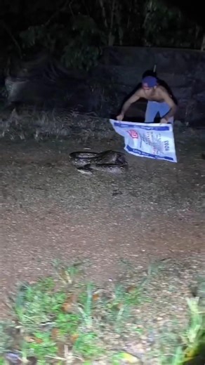 When this creature came in to devour the chicken, they decided to do something. #wildlife #ular #...