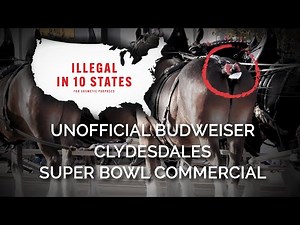 The Unofficial 2023 Budweiser Clydesdales Super Bowl Commercial