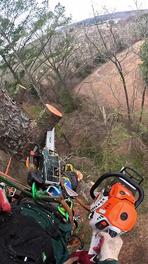 Tree Climbing Techniques for Arborists