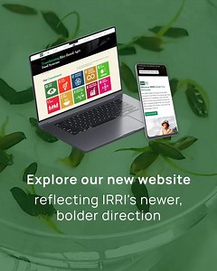 🌐 IRRI’s refreshed website is LIVE! Our new site reflects IRRI’s bold direction and growing global impact. Explore who we are, what we do, and how we’re shaping the future of rice science. Start exploring now: www.irri.org | IRRI