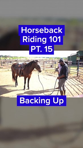 Backing up might seem small, but it's an essential part of controlling your horse. By teaching your horse to listen to you and move away from you, you're setting the foundation for a safe and successful partnership #HorseBackRiding101 #HorseBackRiding #HorseRiding #Horses101 #HorseTraining #HorseTips #Horses #HorseSafety #SteadyHorse | Steady Horse