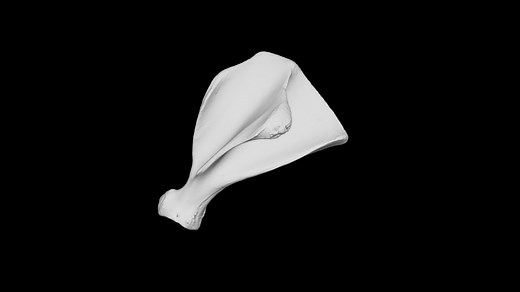 Pig scapula, left - 3D model by Dr. Bobick's Virtual Anatomy Lab (@drbobick)