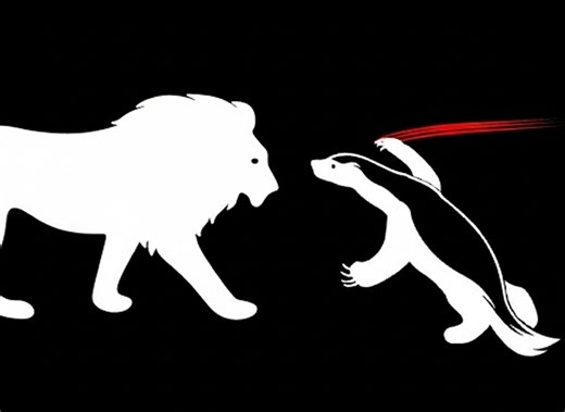 Honey badgers vs apex predators reveal a fearlessness that borders on lethal