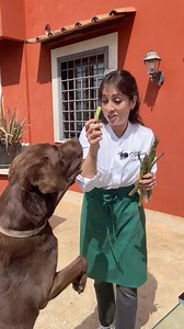 1.8K reactions · 39 comments | Cucino in terrazza con i miei aiutanti...