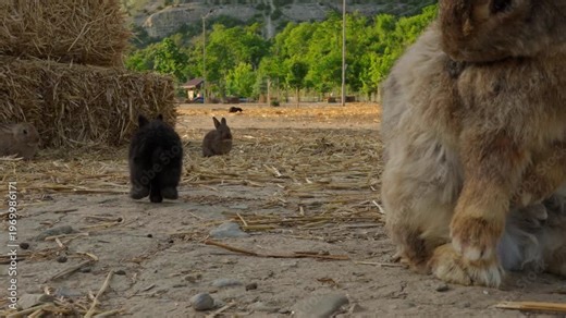 Bunnies playing and exploring in a farm field surrounded by hay bales and green trees in the afternoon light
