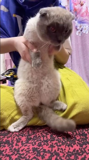 Pascal #usa #cat #catdance #kitten #funny