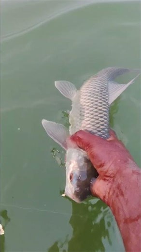 #beach #fishing #funny #fun #fish #thoondilulagam #seafishing #fishingvideos #bigcatfeverrods