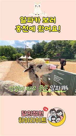 I visited Alpaca World in Hongcheon! 🦙💚 #Alpaca #HongcheonTravel #MoonGarden