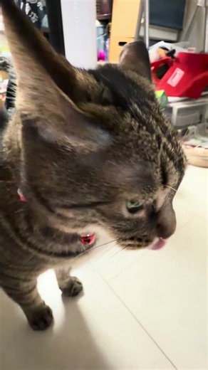 キジ猫の様子が気になる茶トラ猫#ねこのいる生活
