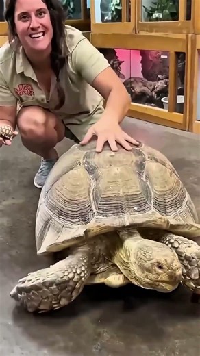 Terrifying experiment with turtle shell || Turtle shell #OJANAIDEA