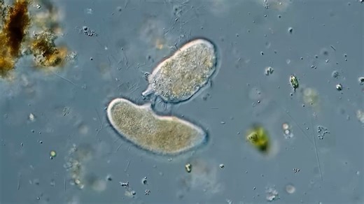 单细胞生物 Didinium 吞食草履虫（Paramecium）