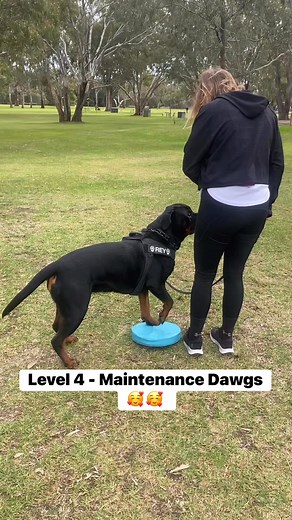 Level Four is our Maintenance Dawg class!!! #dogtraining #dogtrainer #perthdogtrainer #obedience #obediencetraining #urbanwolfeperth #workingrottweiler #THINKDOG #heel #petdog #dogneutrality #focusandengagement #rottweiler #petrottweiler #rottweilersofinstagram #rottweilersofperth #reels #viral | Urban Wolfe Perth Dog Training