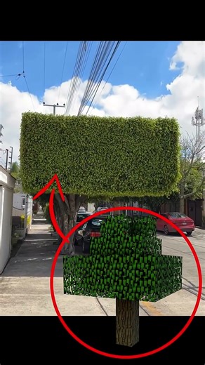 I found a Minecraft tree in real life #shorts