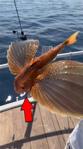 Rare Flying Gurnard Fish Caught! 😱🐟#fact#shorts