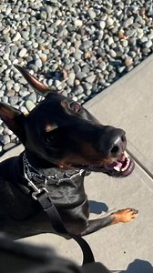 @bossthedoberman another chaotic, amazing year with these 2 🧡 | DOBERMAN PINSCHER