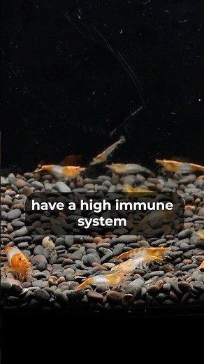 Top 3 Food Types You NEED for Keeping Shrimp | Part 2