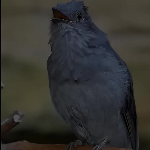 Weirdest Bird Sounds You Need to Hear