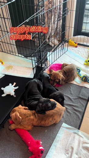 some benefits to being an animal rescue volunteer 🩵🌈 #puppy #dogsoftiktok #adoptme #dog #dogs