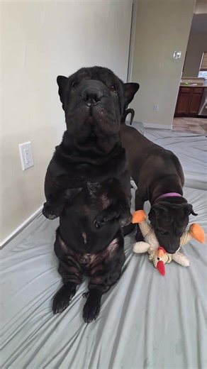 Daf and I had to stage an intervention today for some very unacceptable behavior from Mom. She has started letting the cookie levels in our pantry drop to alarmingly low levels. She can take whatever risks she wants with her own food supplies, but we must have enough cookies to withstand a Zombie Apocalypse at all times. Love, Nuggy Prepper | Ruby Twosday and Cheyenne