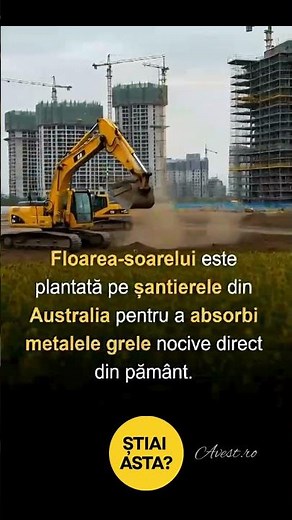 Floarea-soarelui