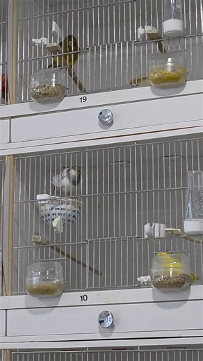 #canarysinging #canarybreeders #کنری #canary #birds