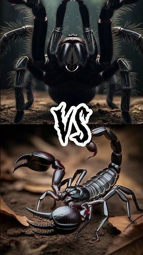 Goliath Birdeater vs Emperor Scorpion (Plus Tarantula Hawk Wasp Battle & Wandering Spider vs Cobra)
