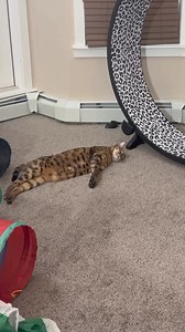 Worried about your cat's lack of exercise and growing boredom? 😿 The cat wheel can help by: ⚡ Providing the purrfect outlet for their excess energy 🏠 Keeping them on the move while safely indoors 😸 Entertaining them while promoting their mental & physical well-being Invest in your cat's happiness and health today! | One Fast Cat