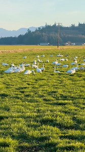Flocks of snow geese 🪿 | Babilyn Sloan