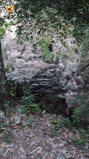 Bat Sounds (Real Nature Audio of a Massive Cave Swarm)