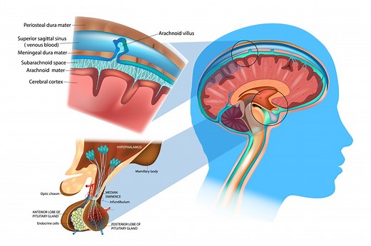 Brain Anatomy: The Function and Layers of the Meninges
