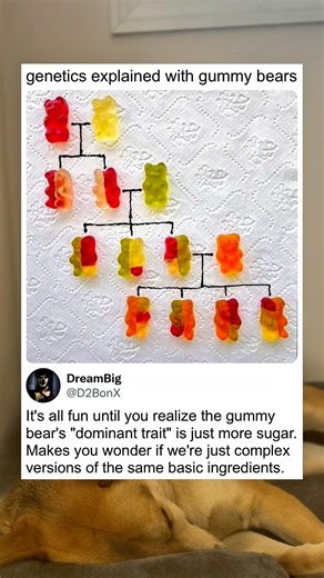 Genetics Finally Makes Sense To Me