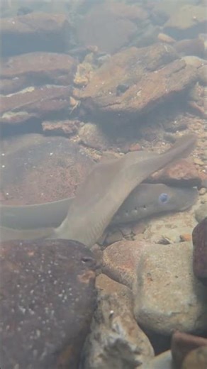 Pacific Lamprey Underwater Footage #lamprey