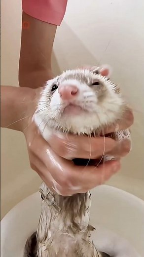 Cute Ferret Facts That Will Surprise You!