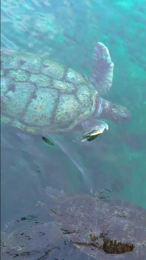The Gentle Swim of Sea Turtles 🐢 #Nature #animals #hdrshorts